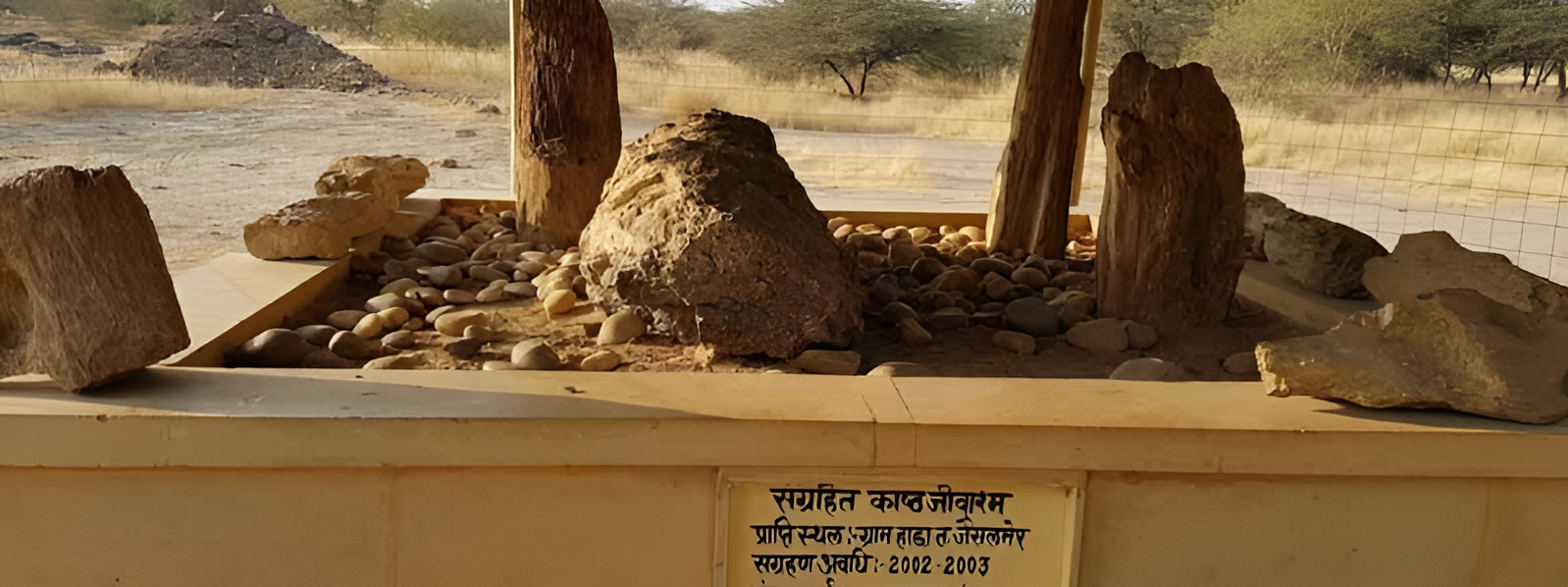 Preserved Wood Fossil Site