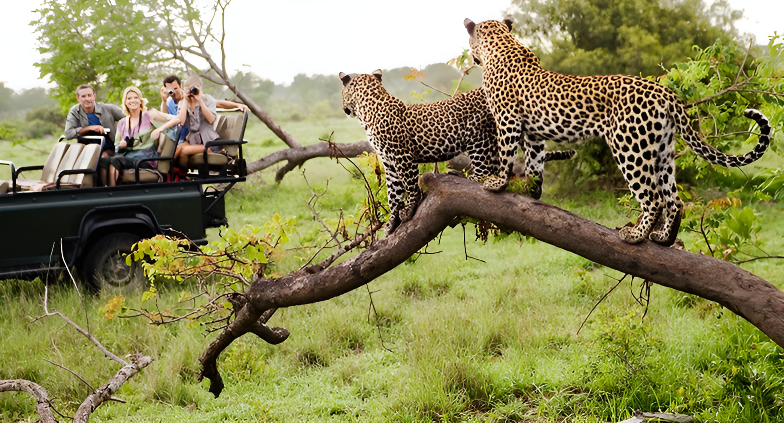 Jhalana Leopard Safari Jaipur